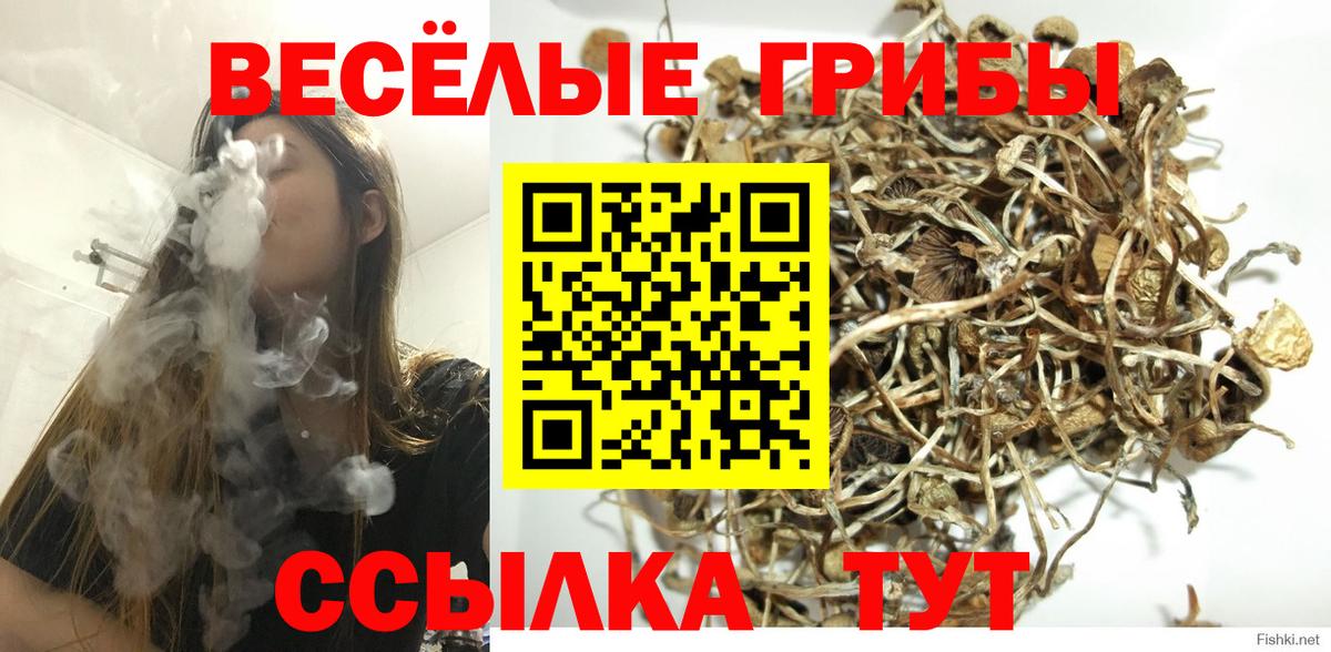 Псилоцибиновые грибы Psilocybe  Вход с VPN  Кировск  Галлюциногенные грибы MAGIC MUSHROOMS 